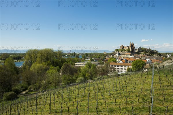 View from the Eckhartsberg on the old town with the Romanesque St. Stephen's Minster and the Rhine