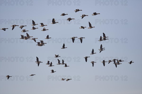 Greater white-fronted goose