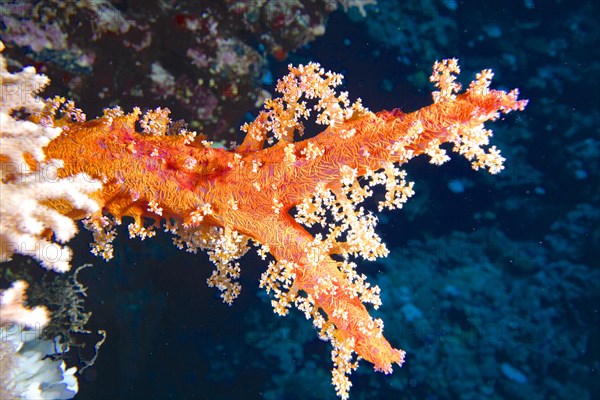 Hemprich's tree coral