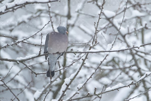 Wood pigeon