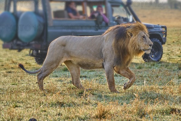 African lion