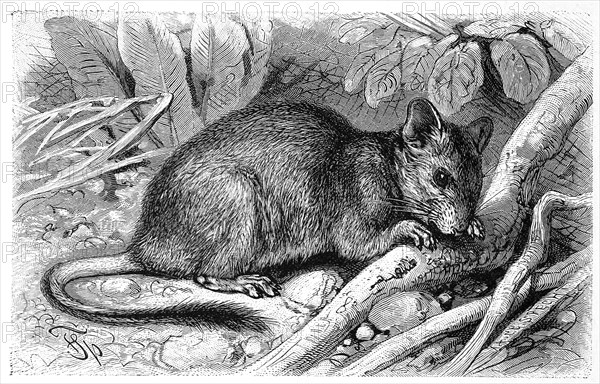 Degu is a species of rodent native to Chile