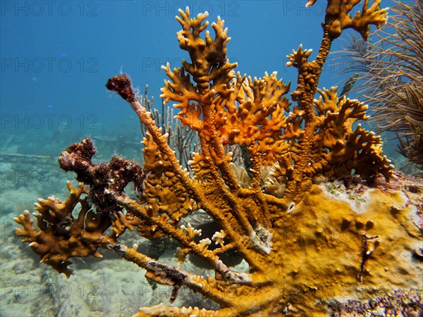 Elk antler fire coral