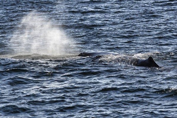 Sperm whale