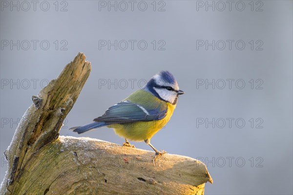 Blue tit