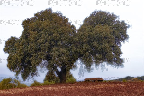Large solitary oak tree surrounded by fog with a stone bench next to it