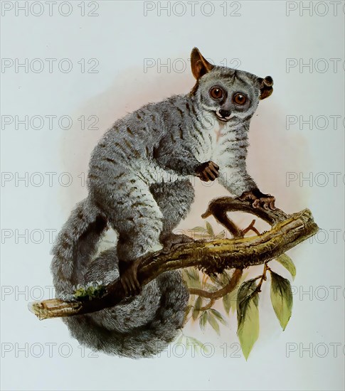 Galago