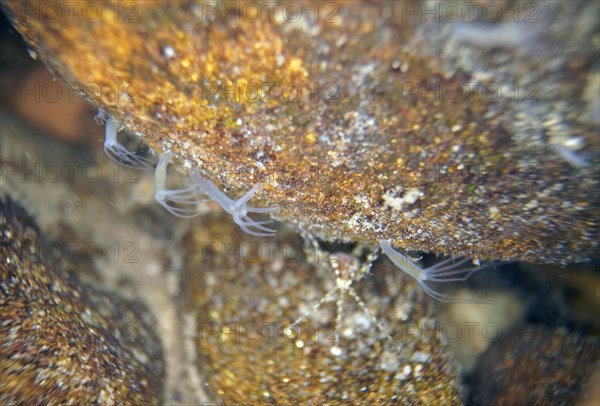 Polyp Grey hydra vulgaris