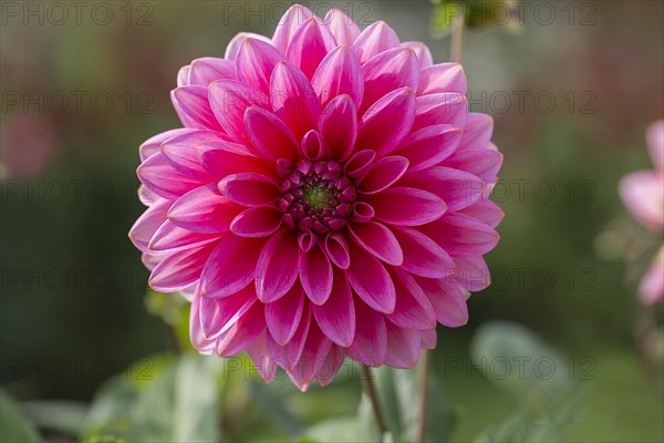 Red dahlia