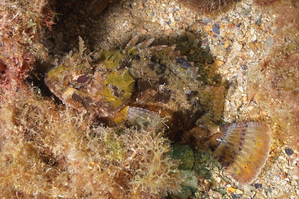 Black scorpionfish