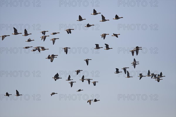 Greater white-fronted goose
