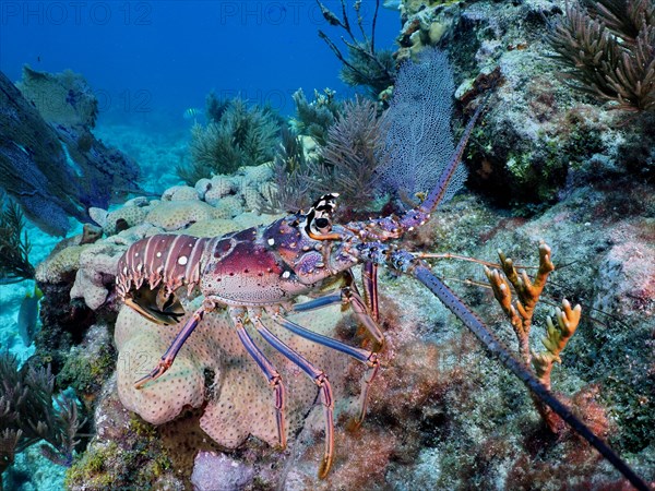 Caribbean spiny crayfish