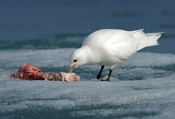 Ivory Gull