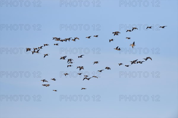 Greater white-fronted goose