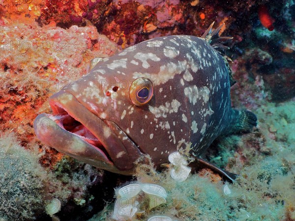 Portrait of dusky grouper