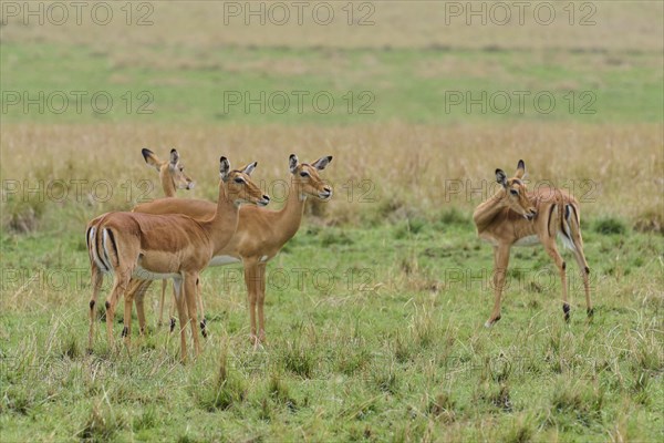Black heeled antelope