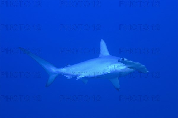 Scalloped hammerhead
