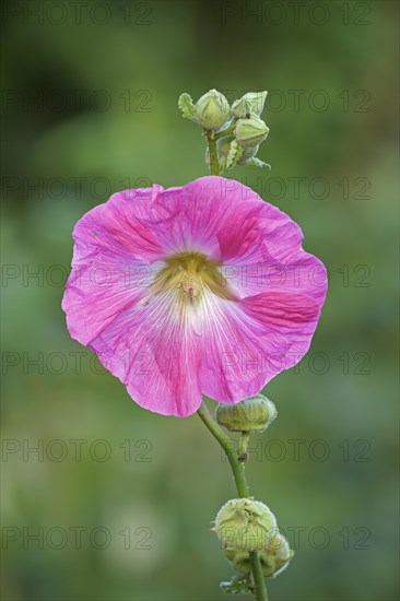 Flowering common hollyhock