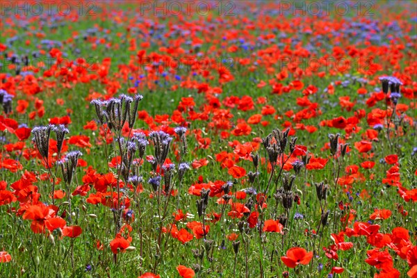 Lacy phacelia