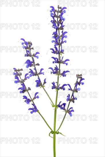 Meadow clary
