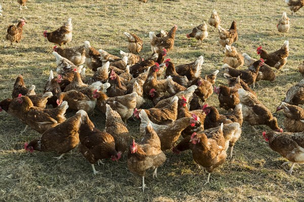 Free-range chickens