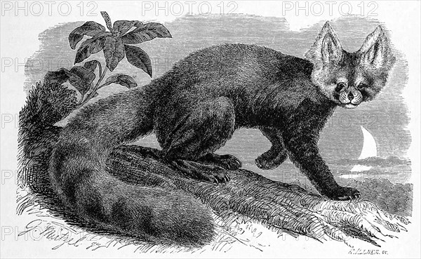 Lesser panda