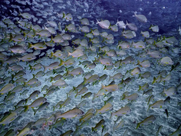 Shoal of bastard grunt