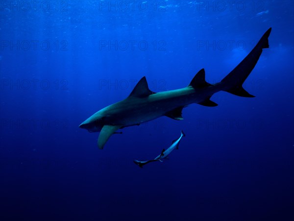 Lemon shark