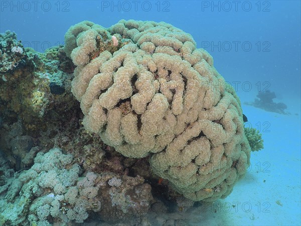Bubble Coral