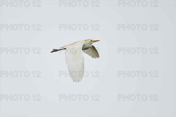Cattle egret