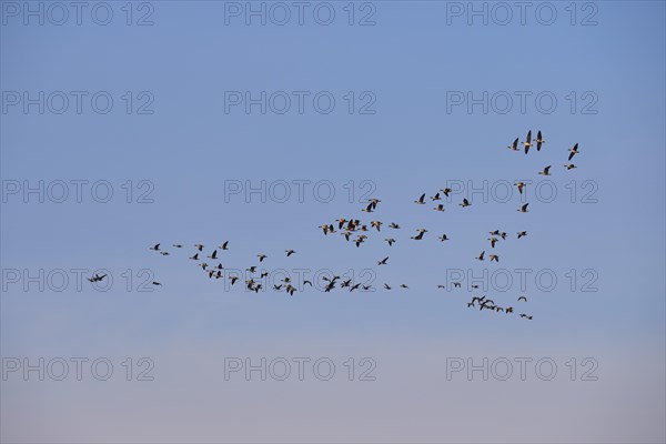 Greater white-fronted goose