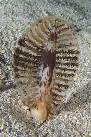 The dark sea feather