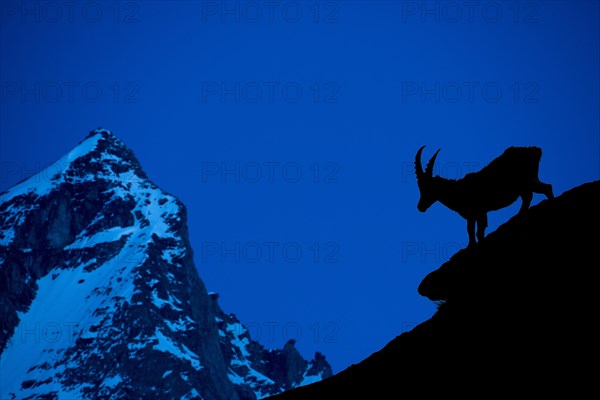 Alpine ibex