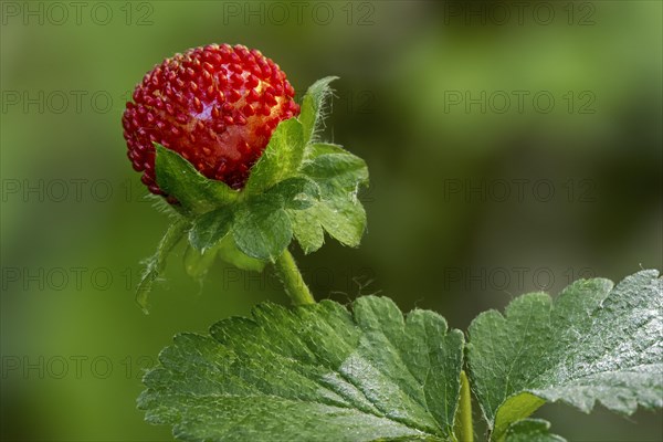 Mock strawberry