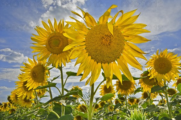 Field with flowering common sunflowers