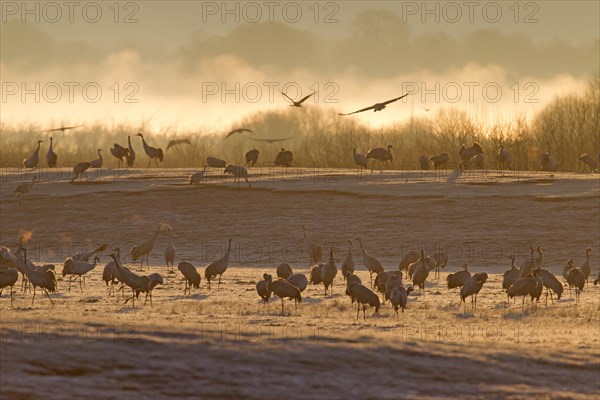 Common Crane