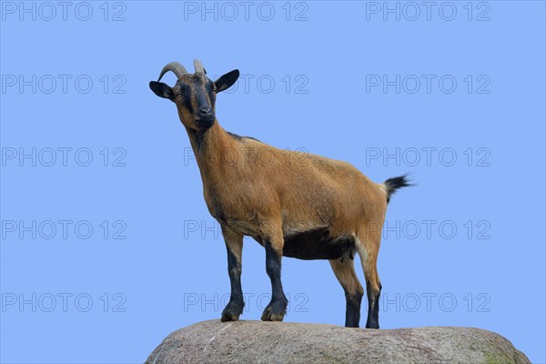 Domestic pygmy goat