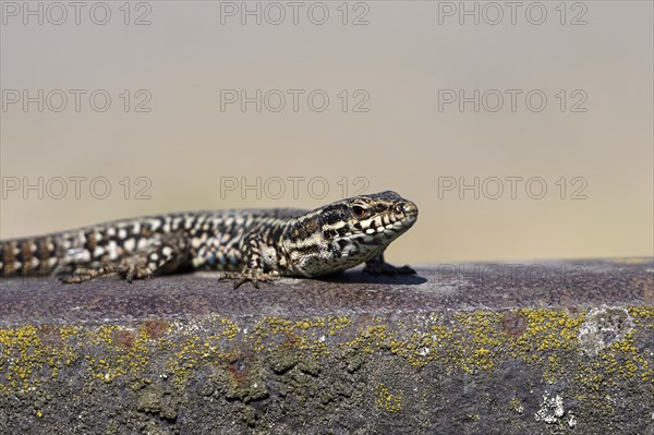 Common wall lizard