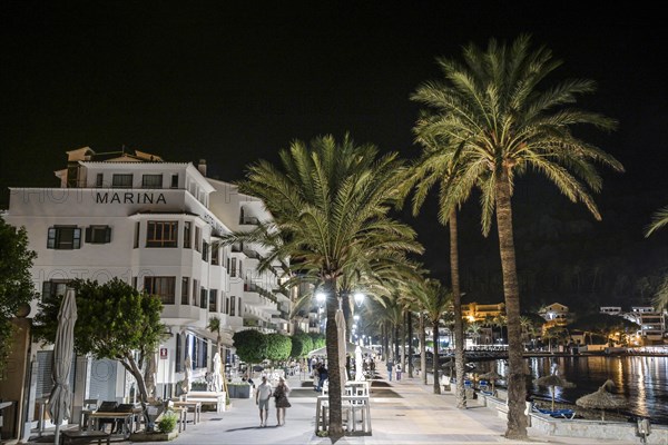 Palm trees