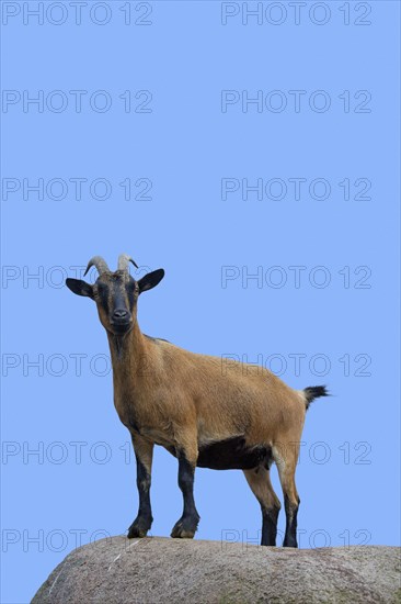 Domestic pygmy goat