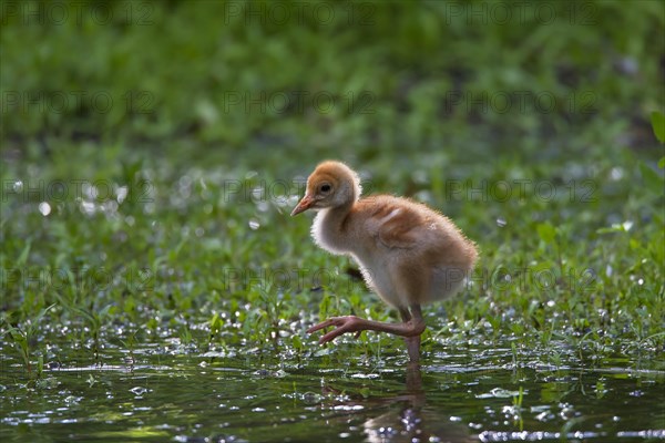 Common Crane