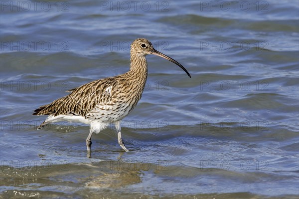 Eurasian curlew