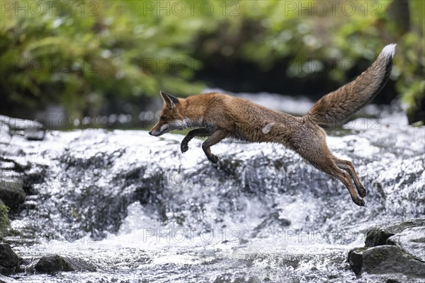 Red fox