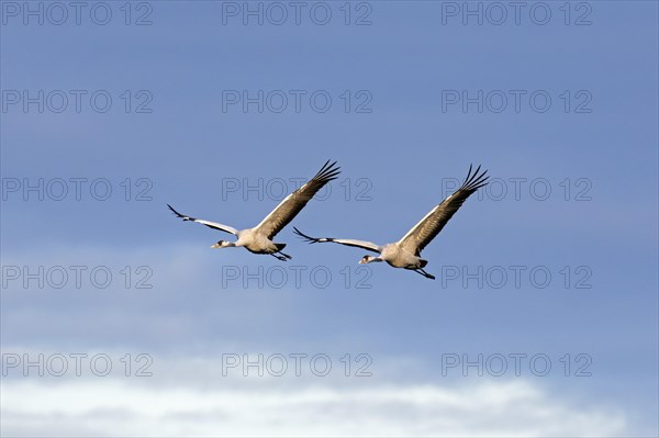 Two migrating common cranes