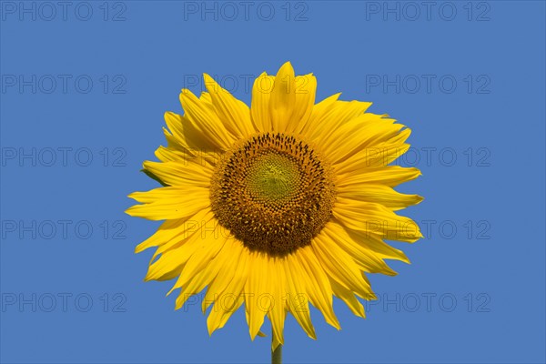 Flower head