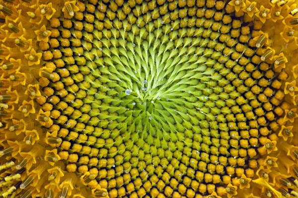 Common sunflower