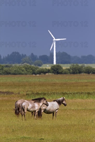 Herd of Konik horses