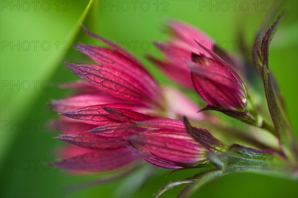 Astrantia