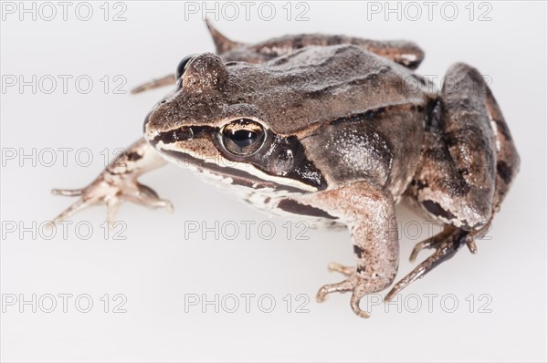Wood frog