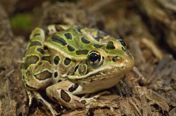 The northern leopard frog